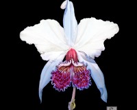 Cattleya