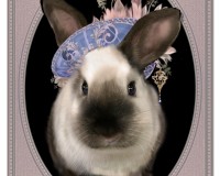 Faberge the Himalayan