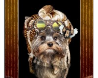 Rasta Terrier